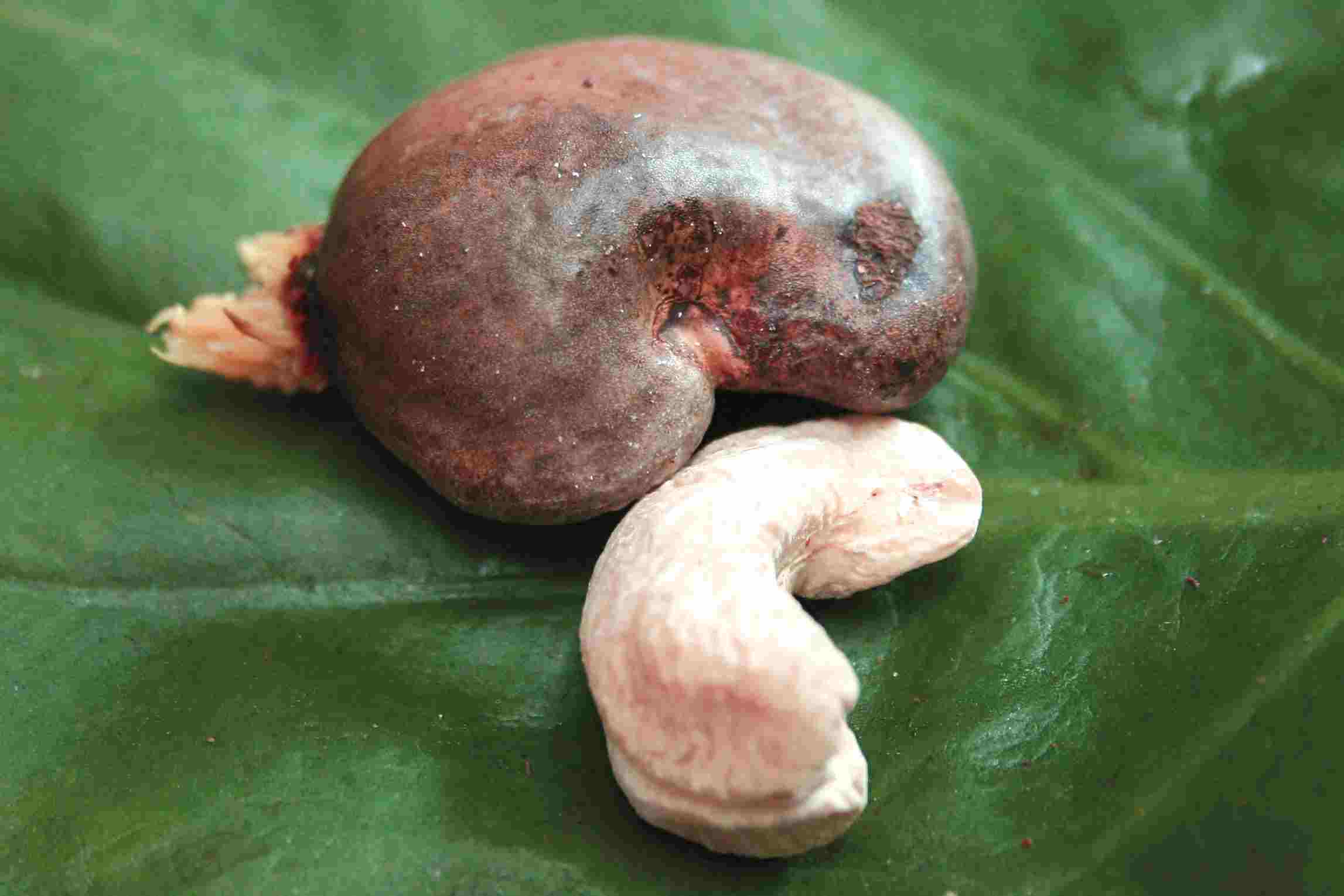 Description of: Cashew Nut