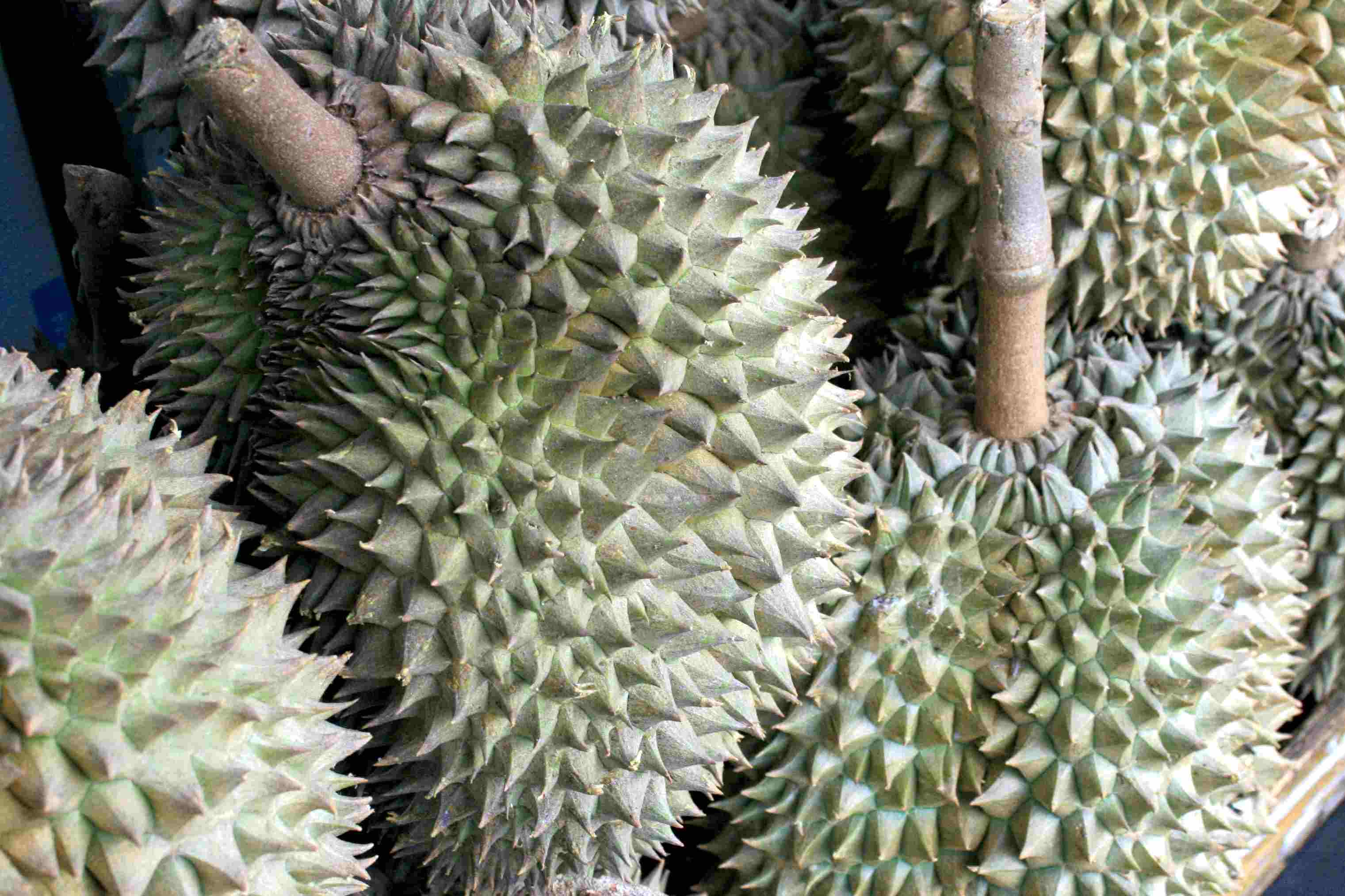 Description of: Durian