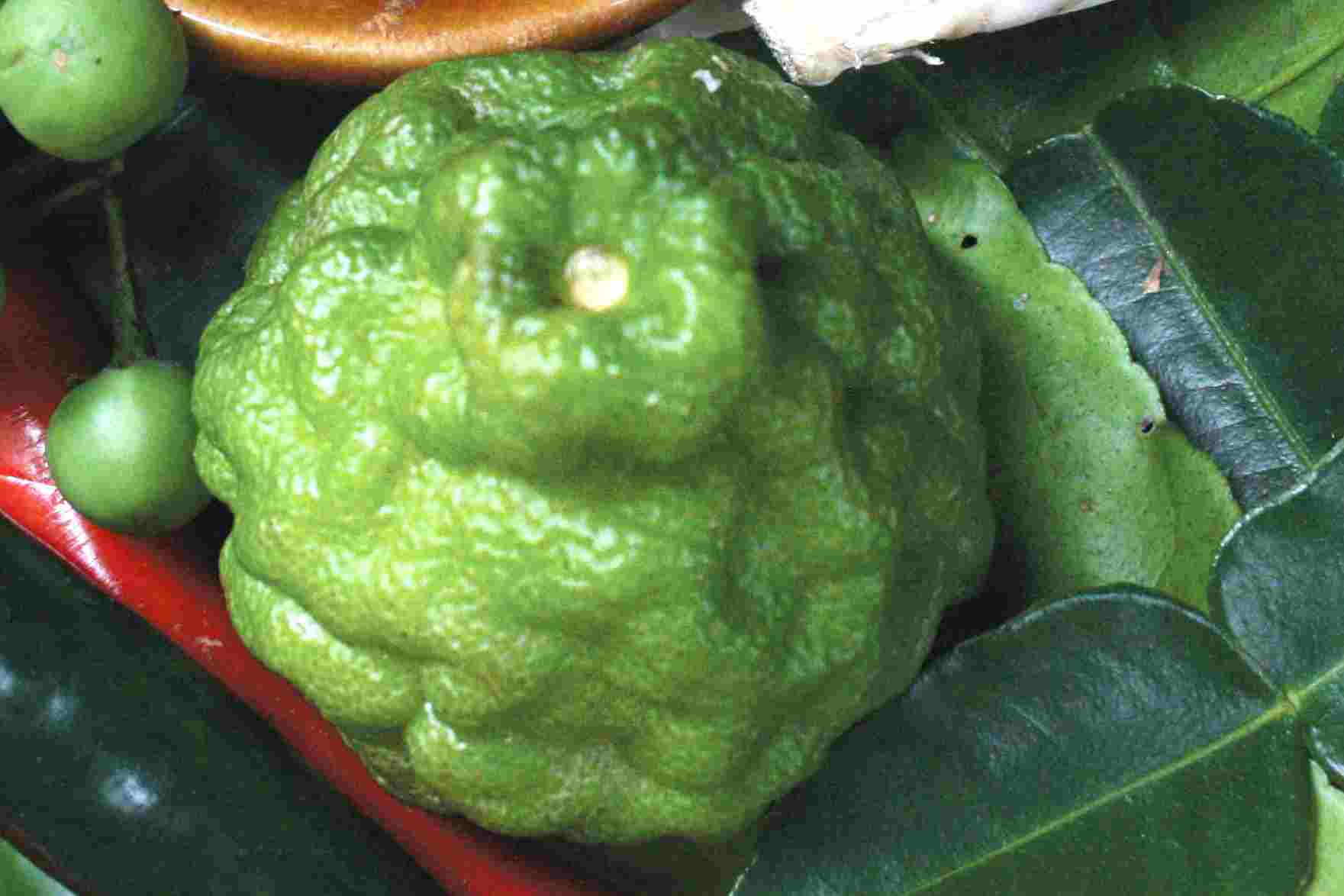 Description of: Kaffir Lime